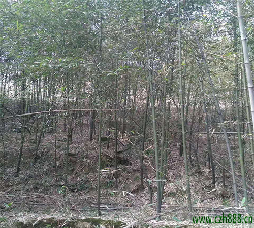 毛竹適合在什么土壤里種植？ 毛竹的培養技巧
