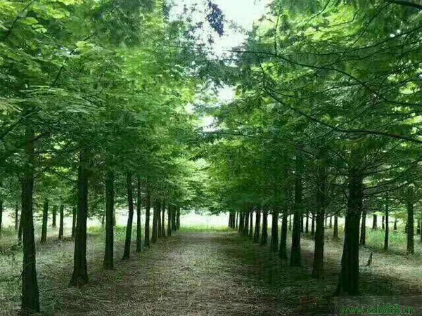 水杉樹種植和養(yǎng)護(hù)方法有哪些?