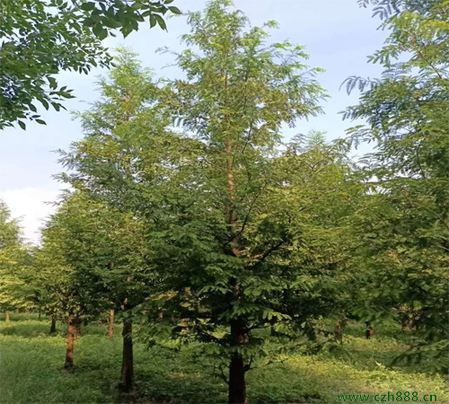 水杉樹種植和養(yǎng)護(hù)方法有哪些?