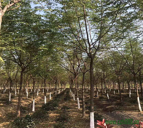 苦楝樹適合在家里種植嗎?一起來看看