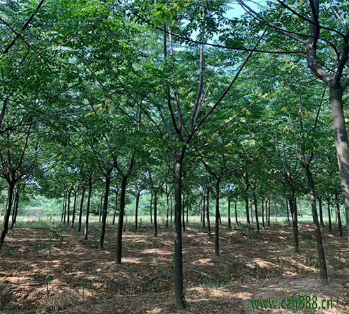 苦楝樹適合在家里種植嗎?一起來看看