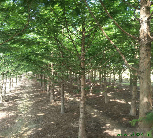 水杉樹如何種植成活率高？
