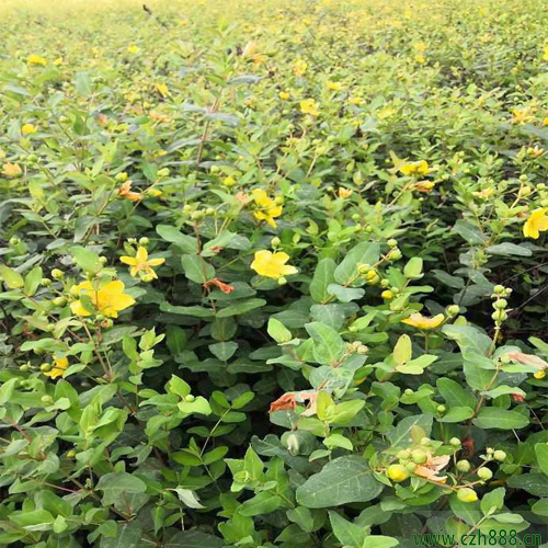 金絲梅一般在什么季節開花？