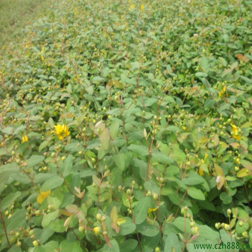 金絲梅一般在什么季節開花？