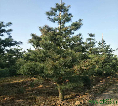 華山松的種植方法和注意事項 華山松的生長環境要求