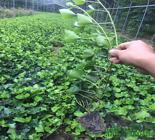 常青藤什么時候開花? 常青藤開花和溫度有什么關系?