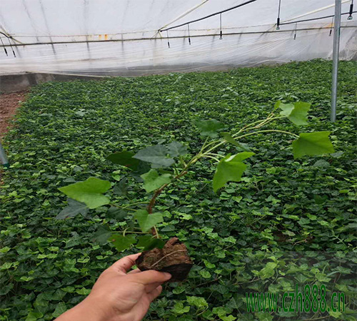 常青藤什么時候開花? 常青藤開花和溫度有什么關系?