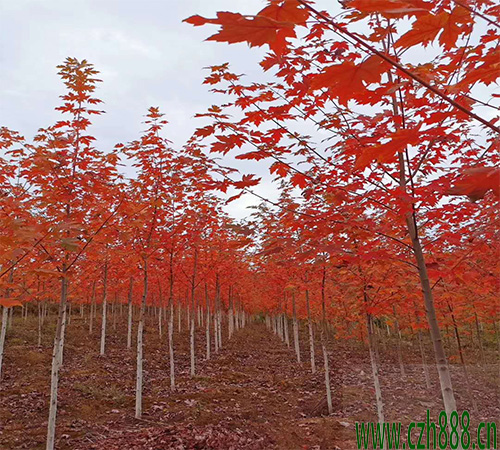 美國紅楓如何培育? 美國紅楓的培育技術(shù)