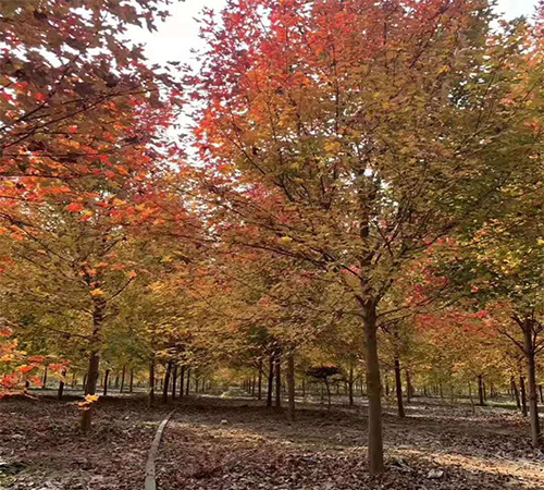 美國紅楓如何培育? 美國紅楓的培育技術(shù)