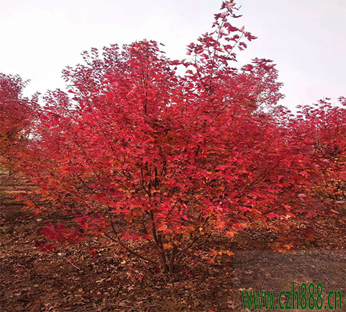 美國紅楓如何培育? 美國紅楓的培育技術(shù)