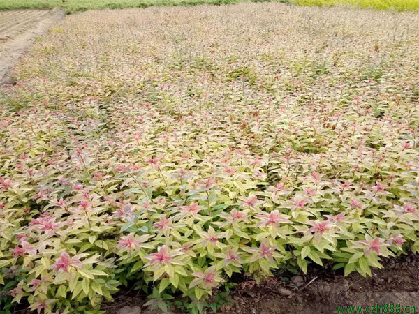 金焰繡線菊什么時(shí)間開(kāi)花? 金焰繡線菊的開(kāi)花溫度