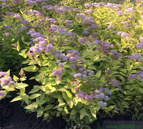 金焰繡線菊什么時(shí)間開(kāi)花? 金焰繡線菊的開(kāi)花溫度