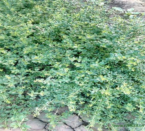 迎春花養植方法 迎春花養植的注意事項