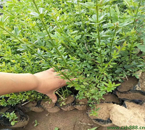 迎春花養植方法 迎春花養植的注意事項