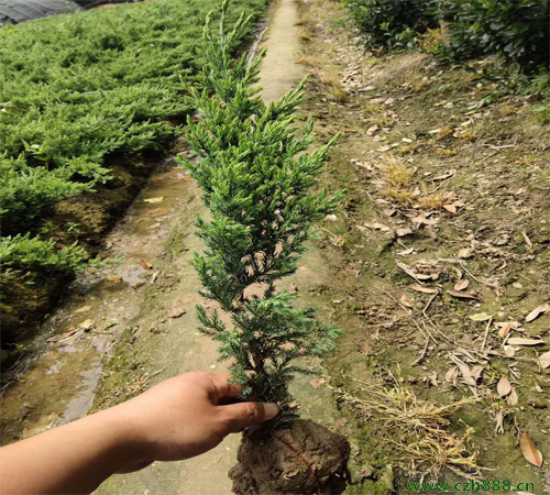 鋪地柏如何培育？ 鋪地柏的培育留心事項