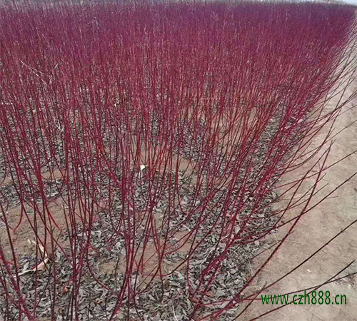 紅瑞木的種植和養護 紅瑞木要注意病蟲防治