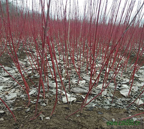 紅瑞木的種植和養護 紅瑞木要注意病蟲防治