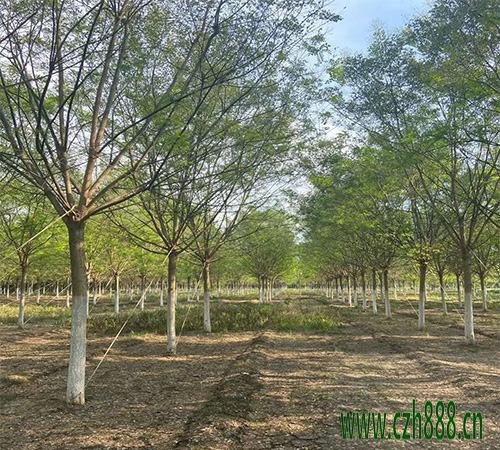國槐移栽后的養護 國槐的養護方法