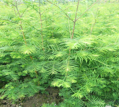 水杉如何養護?水杉家庭養法介紹