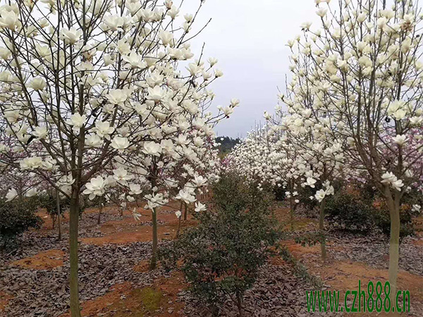 家里種植白玉蘭樹好不好?