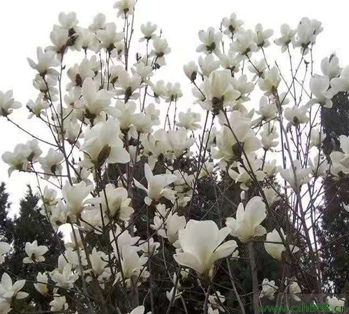 白玉蘭花管理養(yǎng)護(hù)方法介紹