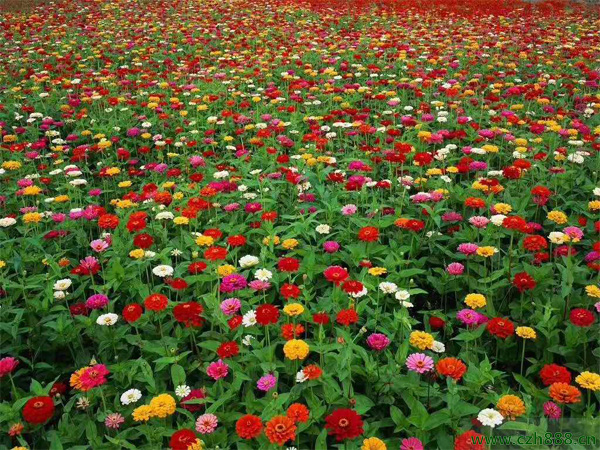 百日草好不好養護?一起來看看