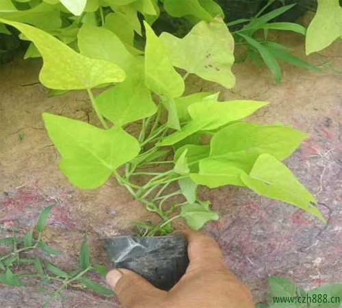 金葉薯如何養(yǎng)植? 金葉薯的養(yǎng)植方法和留意事項(xiàng)