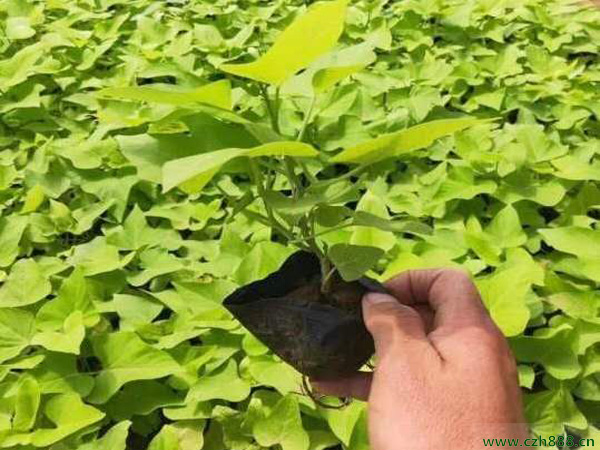 金葉薯如何養(yǎng)植? 金葉薯的養(yǎng)植方法和留意事項(xiàng)
