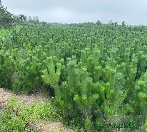 黑松適合劇烈太陽照射嗎? 黑松時喜陽植物嗎?