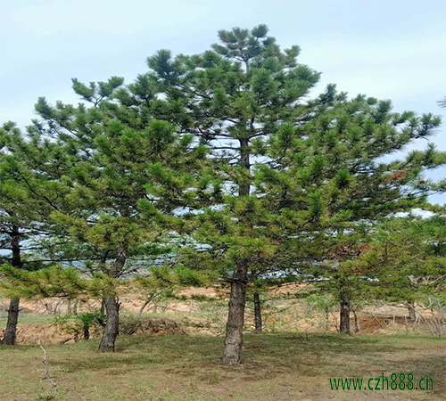 黑松的基本養(yǎng)護(hù)方法 黑松如何修剪?