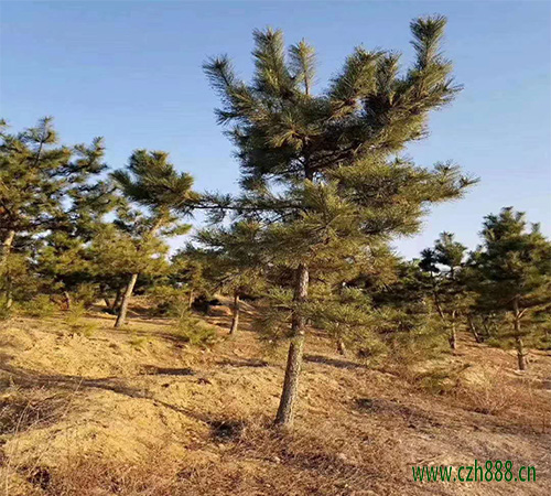 黑松的基本養(yǎng)護(hù)方法 黑松如何修剪?