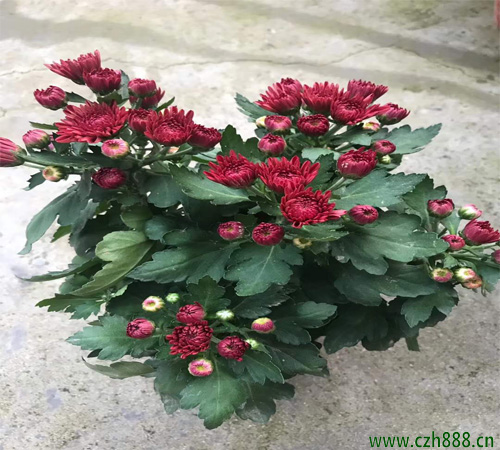 荷蘭菊什么時間種植好? 荷蘭菊種植的留意事項