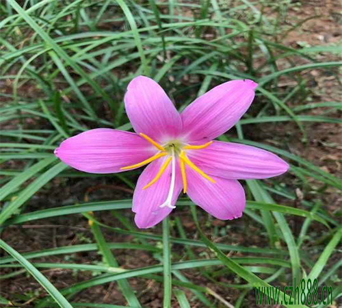 蔥蘭是蘭花嗎? 蔥蘭和蘭花的區(qū)別