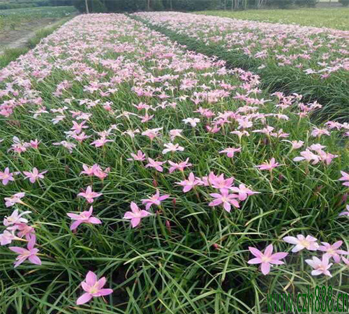 蔥蘭是蘭花嗎? 蔥蘭和蘭花的區(qū)別