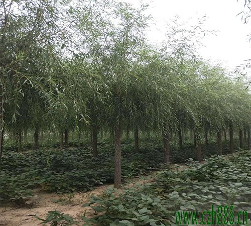柳樹銹病的特征是什么? 柳樹銹病的防治方法