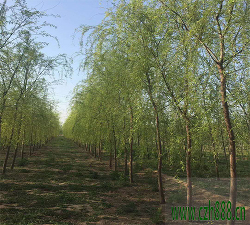 柳樹銹病的特征是什么? 柳樹銹病的防治方法