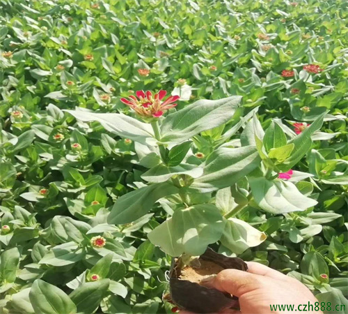 百日草一般幾月份開花?