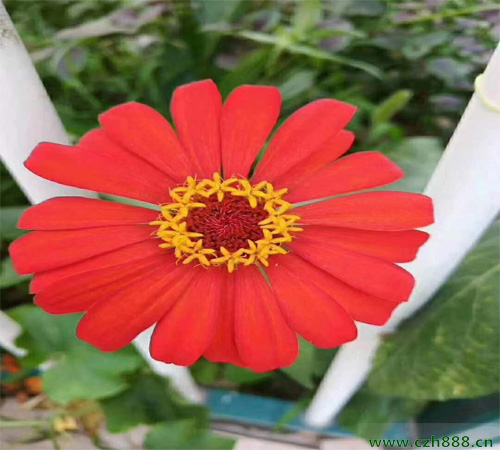 百日草一般幾月份開花?