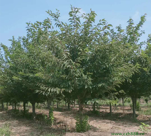 櫻花適合在什么地方生長? 櫻花幾月開花?