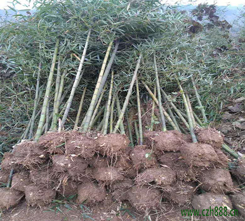 雷竹早衰如何預防? 雷竹早衰防治方法