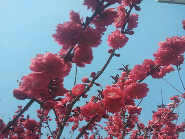 紅葉碧桃怎么培養？ 紅葉碧桃的栽培技能