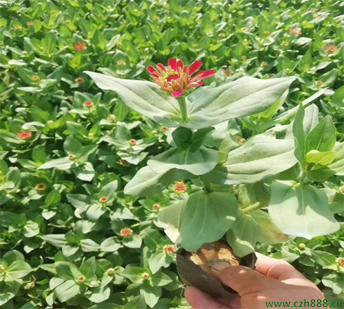 百日草一般什么時候種植比較好?