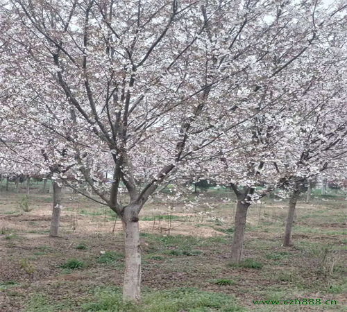 櫻花為什么不開花? 櫻花不開花的原因是什么?