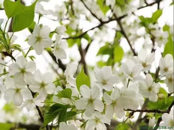 櫻花為什么不開花? 櫻花不開花的原因是什么?