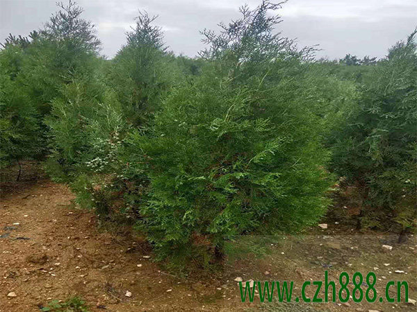 中國側柏和日本扁柏有什么不同? 側柏的習性特征