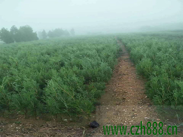 中國側柏和日本扁柏有什么不同? 側柏的習性特征