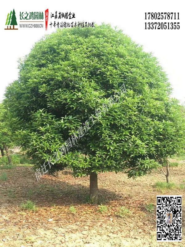 桂花樹常見病蟲害有哪些? 桂花樹病蟲害防治方法