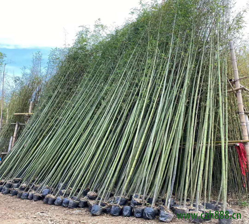剛竹稈銹病如何防治? 剛竹稈銹病的防治方法