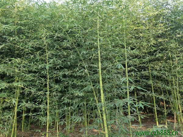 剛竹稈銹病如何防治? 剛竹稈銹病的防治方法
