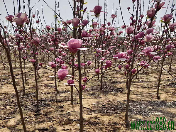紫玉蘭與二喬玉蘭有什么不同?一起來看看